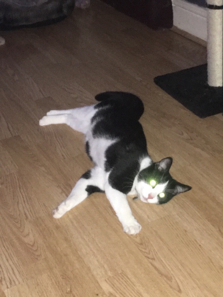 gumtree kittens free to good home